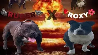 Ruger X Roxy breeding going down...