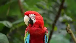 this is a macaw parrot