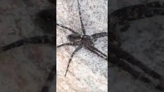 Spider Babies and Their Big Mama! #spiders #camping #outdoors #scary #arachnid #nature