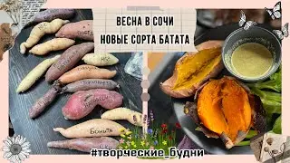 Весна в Сочи : мои новые сорта батата 2023 