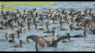 Cormorants of Kaliyasot Dam - Part 103
