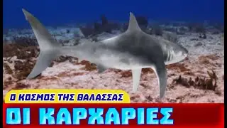Οι Καρχαρίες