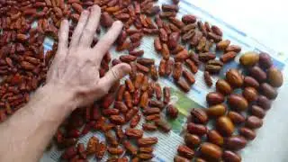 Зизифус Унаби Китайский финик ДЕГУСТАЦИЯ 6 СОРТОВ ! Ziziphus tasting 6 varieties!