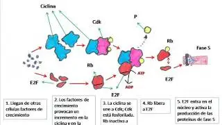 Cáncer: División celular fuera de control