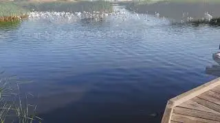 8/6/2023  Birds feeding in the marsh