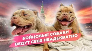Американский булли против ПИТБУЛЯ. Первая реакция бойцовой собаки на кошек. ЛЕЧУ порез лапы. Поездка