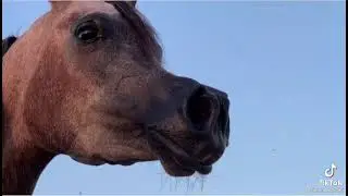 خيل عربي اصيل حالات واتس خيل خيل وخياله #خيل #shorts #reals #horse