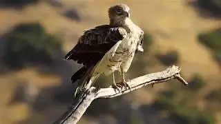 Culebrera Europea