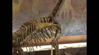 Просто видео чтобы вы увидели динозавров 🐉
