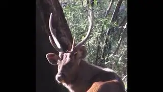 Sambar stag at close range