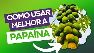 COMO USAR A PAPAÍNA EM FERIDAS