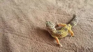 Baby Leopard Gecko Missing a Leg