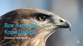 Все о птицах Кори Дрофа | Science by Zeba Academy