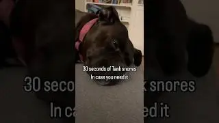 The best little hippo 