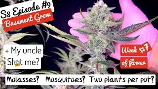 S8 E9: HUGE NUGS, beautiful colors, mosquitoes, bleached tips and the best cannabis in YT.  Week #7