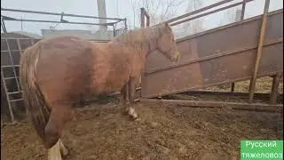 Лошади в загоне