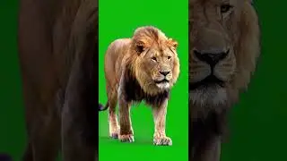 Real Lion Walking Green Screen Effect 