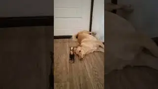 собака и кот