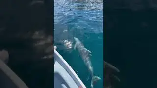 Лучший экскурсовод по морским глубинам