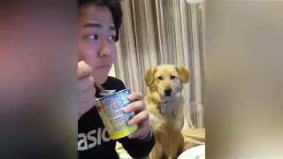 This dog wants some yogurt but its too shy to ask for it