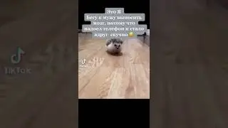ёжик