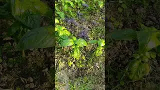 Как быстро растет #базилик в #подмосковье