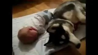 Ребенок плачет, а собака воет