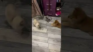 Как проходило знакомство Кекса с Евой) 