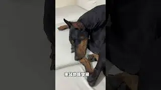 Unconditional Love: How Doberman Pinschers Show Their Loyalty! 