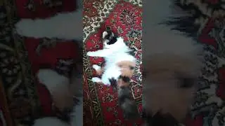 Ленивые процедуры😃  