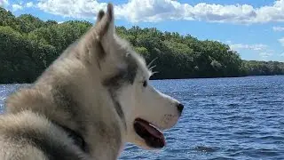 Relaxing with Husky #shorts