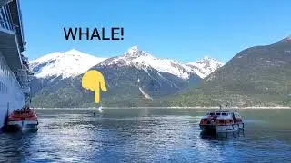 Skagway cruise port water shuttle and whale watching in Alaska