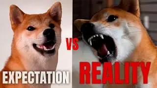The Truth About Living With a Shiba Inu (No One Warned Me)