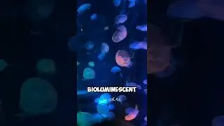 Facts About Firework Jellyfish #youtubevideos #viralvideo