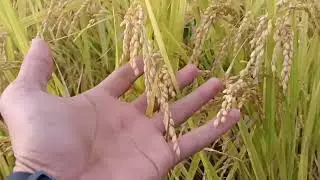 KONDISI SAWAH DAN TANAMAN PADI DI KOREA SELATAN #sawah #korea