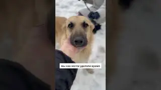 Лимон 🍋 дома! #shortvideo #shortvideo #собака #shorts