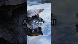Do Turtles Make Noise? #turtlejourney #turtlewatching #tortoise