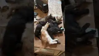 Большее 200 котят в отлове!  More than 200 kittens in the catch!
