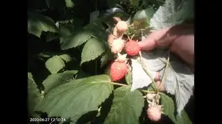 Малиновое вино VS Вишневое вино (Дегустация + Рецепт)