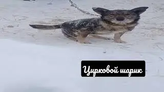 Деревенские просторы цирка