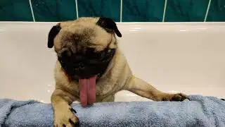 A tired pug after a wash 16.08.2020