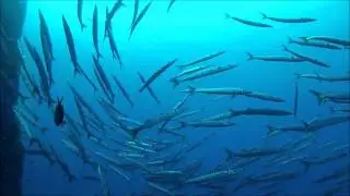 Malta part 2 - Scuba Diving at Double Arch Reef, Gozo, Malta (August 2013)