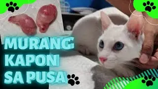 MURANG KAPON SA PUSA : VETERINARY CLINIC