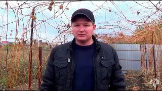 Зачем необходимо Укрывать виноград на зиму