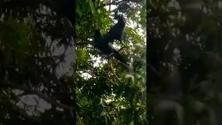 Two Crow birds sitting on the tree branch shorts | Two crows   birds shorts video