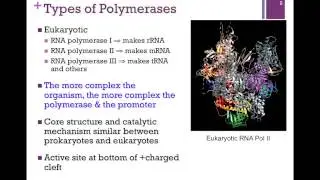178-RNA Polymerase Structure