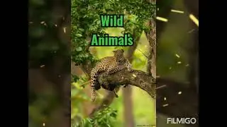 Wild animals ( Improve your English in minute ) Daily listening English