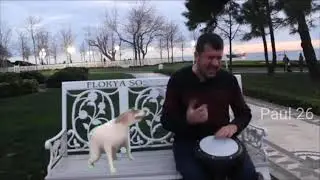 Dog vibin to Ievan Polkka