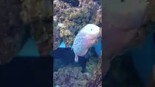 Coris formosa #aquarium #shortvideo #shorts #short