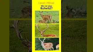 Haarwild - Jägerprüfung
